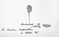 Puccinia lapsanae image